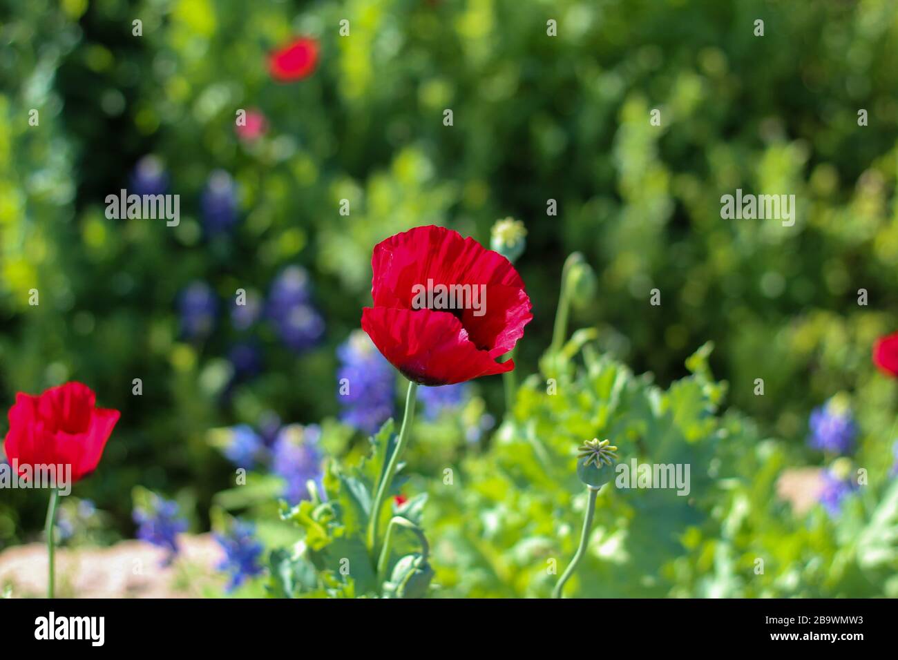 Mohnblumen im San Angelo, International Water Lily Garden, San Angelo, Texas, USA Stockfoto