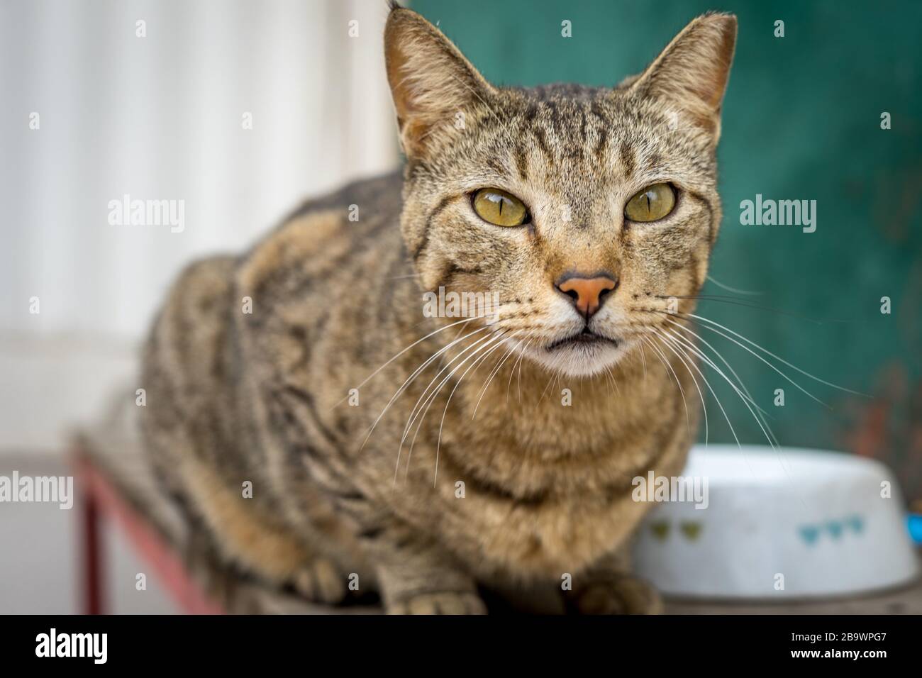 Nahaufnahme einer Katze mit grünen, wütenden Augen Stockfoto