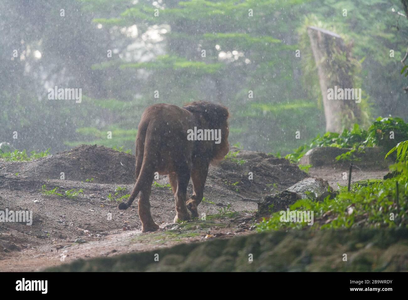 Lion, der im Zoo von Singapur im Regen spazieren geht. Stockfoto