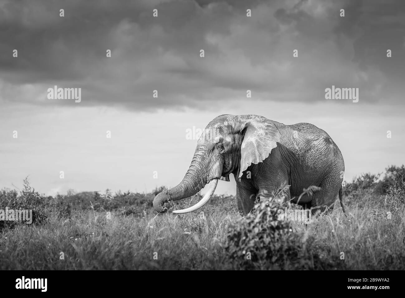 Roter Elefant isoliert in der Savanne in Afrika, Safari in Tansania, Kenia, Uganda Schwarz-Weiß-Landschaftsfoto Schwarz-Weiß-Landschaftsfoto Stockfoto