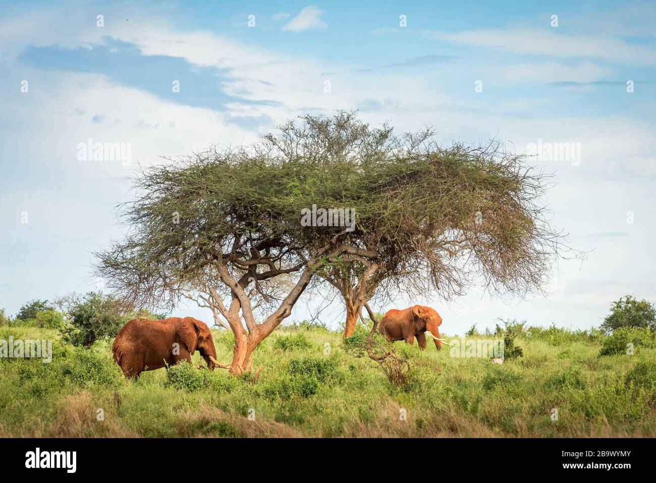 Zwei afrikanische rote Elefanten unter einem Baum im Tsavo East West National Park Kenia, Afrika-Safari-Tour in der Savanne Stockfoto