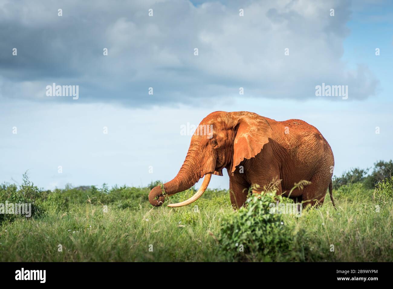Roter Elefant isoliert in der Savanne in Afrika, Safari in Tansania, Kenia, in der schwarz-weißen Landschaft von Uganda Stockfoto