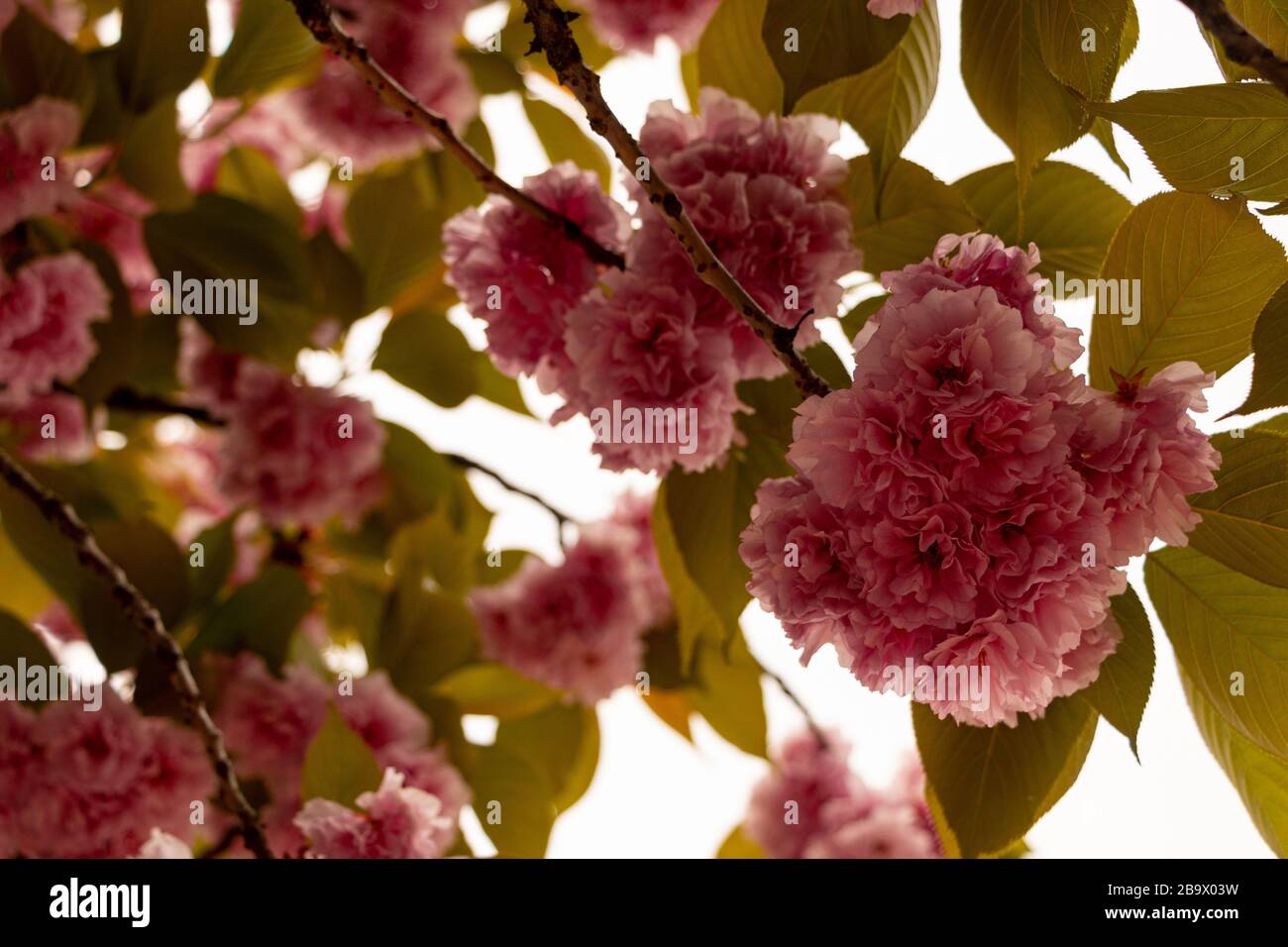 Im Frühjahr blühen rosafarbene überlappende Kirschblüten auf Stockfoto