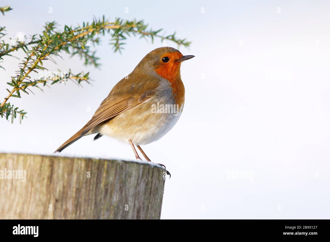 Robin Erithacus rubecula, auf Holzpflanzenpfanne im Schnee, Aberdeenshire Stockfoto