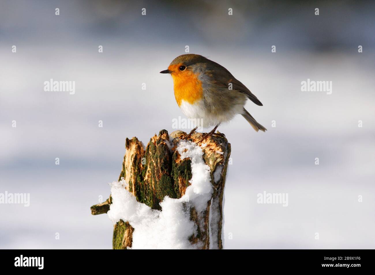 Robin Erithacus rubecula, auf Baumstumpf im Schnee, Aberdeenshire Stockfoto