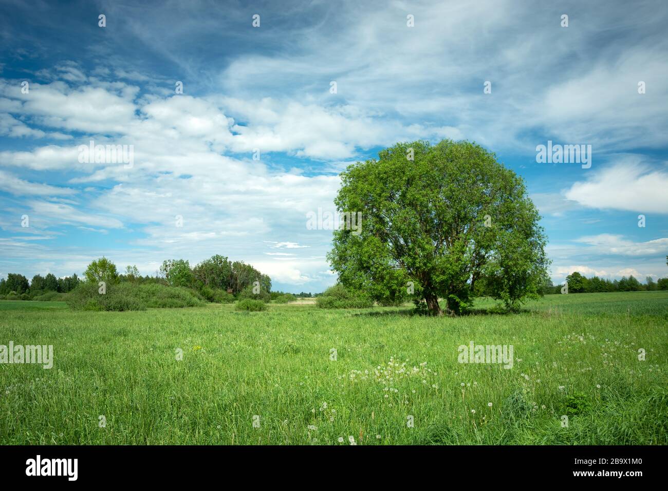 Großer Laubbaum auf grüner Wiese, weiße Wolken am blauen Himmel Stockfoto