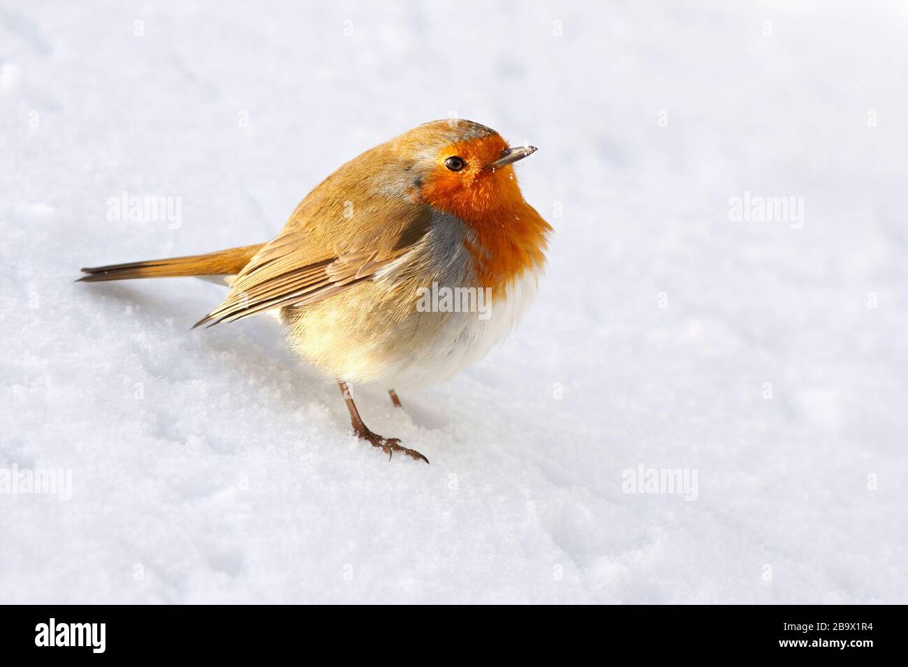 Robin Erithacus rubecula, in Snow, Aberdeenshire Stockfoto