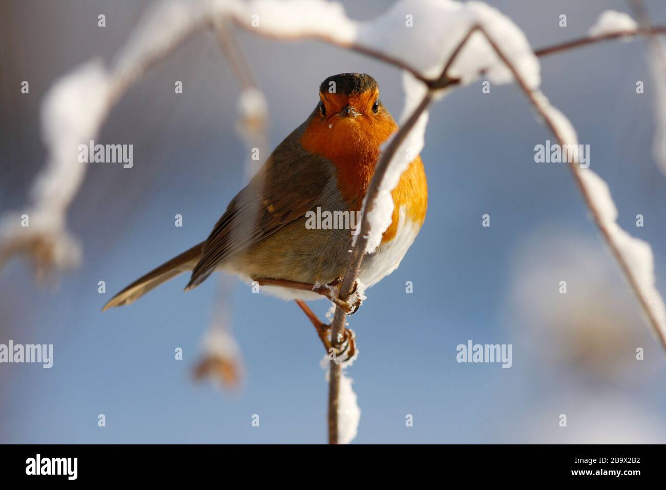 Robin Erithacus rubecula, in Snow, Aberdeenshire Stockfoto