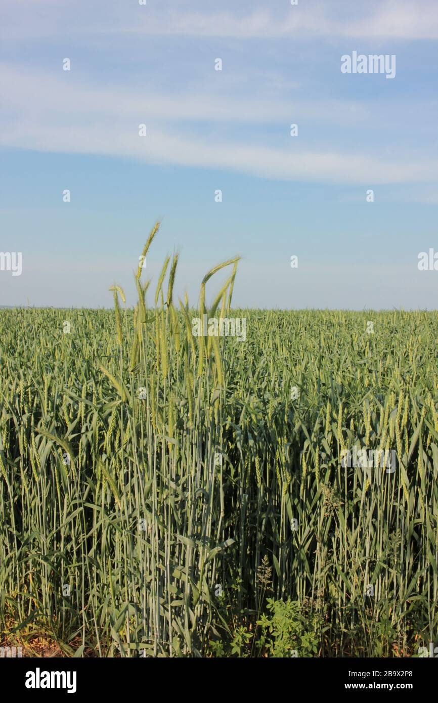 Sommerlandschaft mit grünen Weizenähren und blauem Himmel an einem sonnigen Tag. Stockfoto