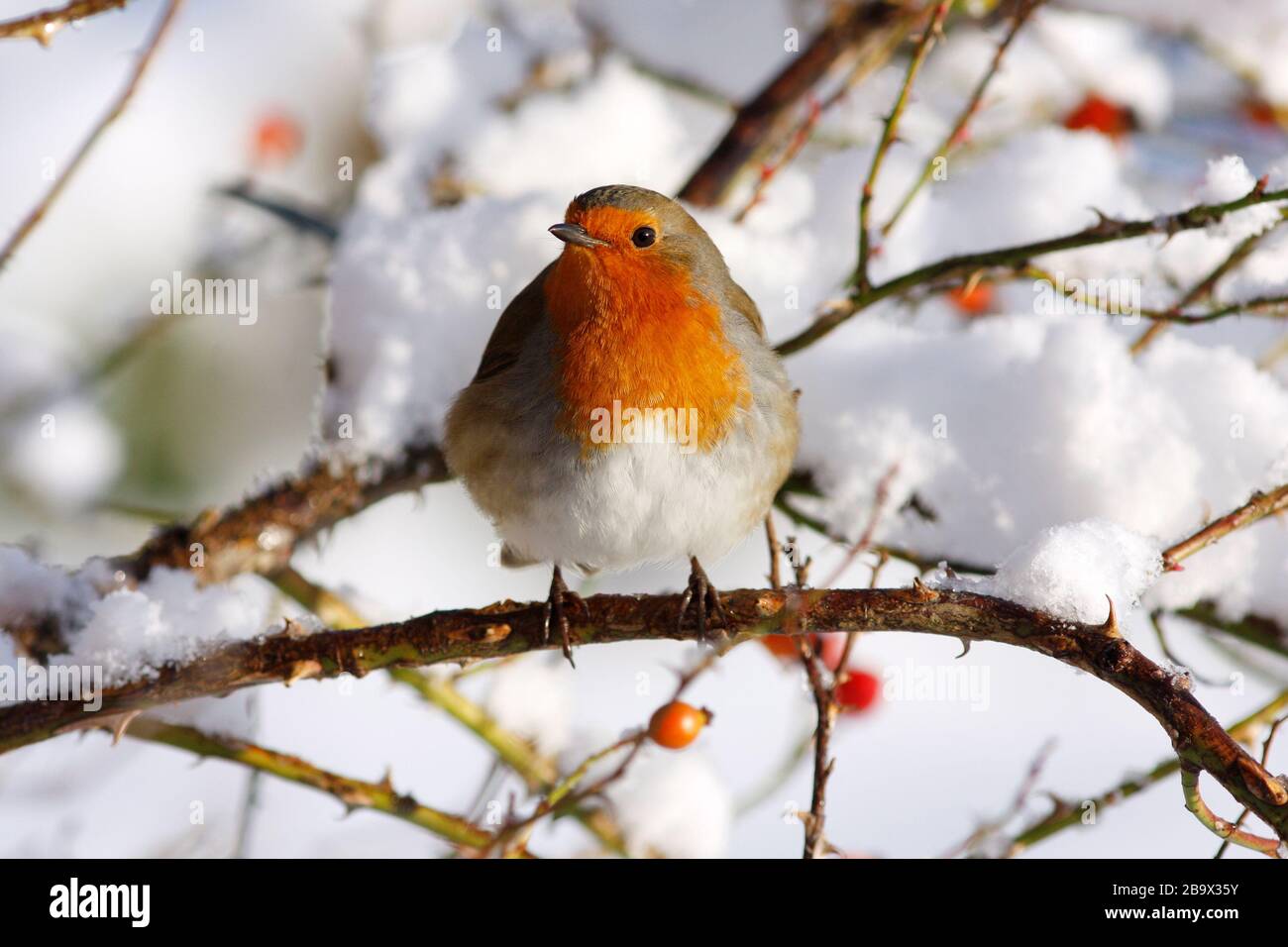 Robin Erithacus rubecula, in Hund stieg im Schnee, Aberdeenshire Stockfoto