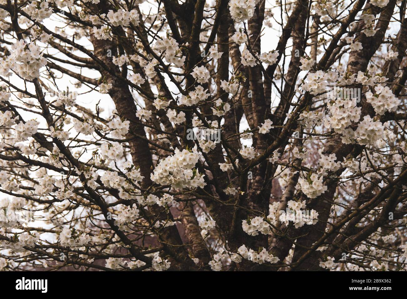 Cardiff, Wales. März 2020. Cardiff City Council hat den Spielbereich der Kinder im Roath Park aufgrund der Zunahme von COVID-19 geschlossen Stockfoto
