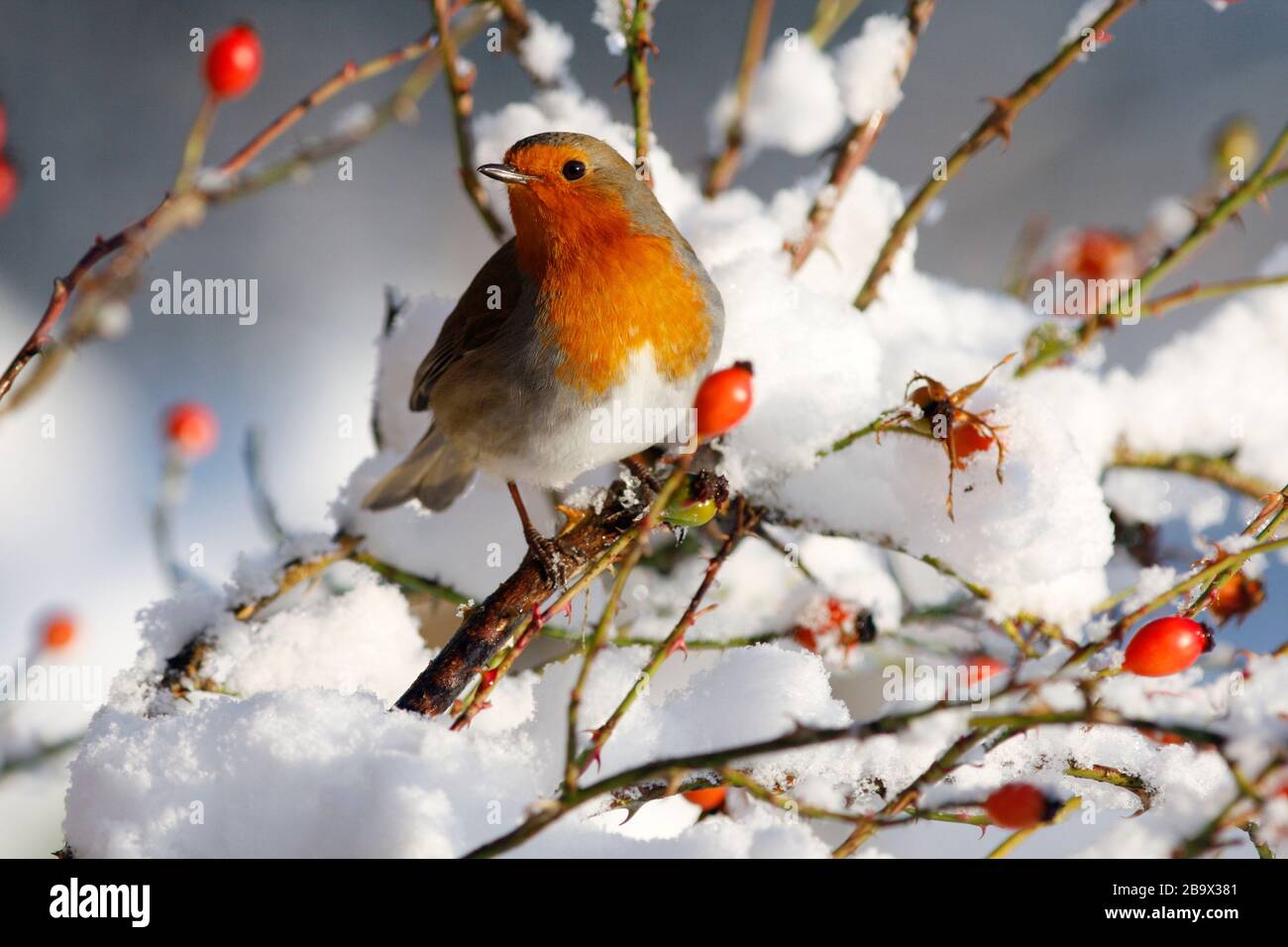 Robin Erithacus rubecula, in Hund stieg im Schnee, Aberdeenshire Stockfoto