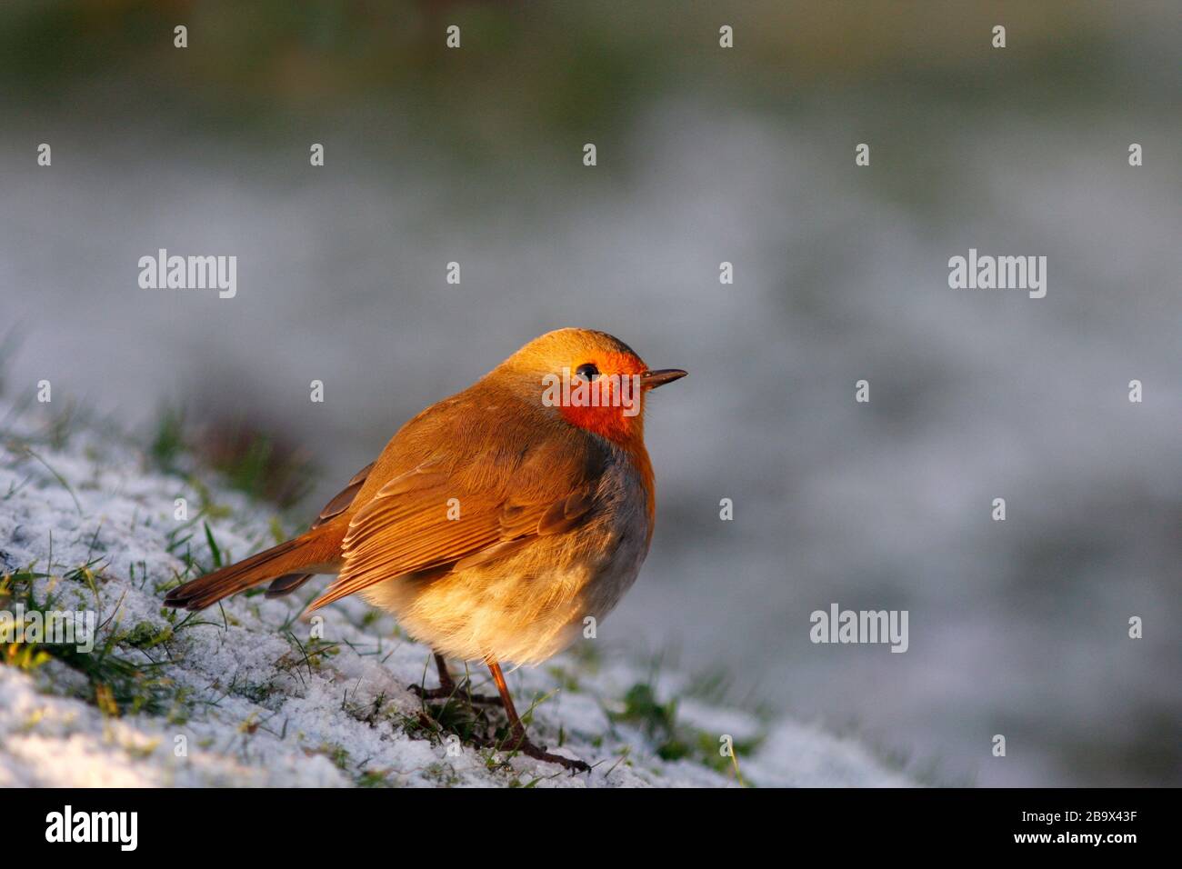 Robin Erithacus rubecula, in Snow, Aberdeenshire Stockfoto