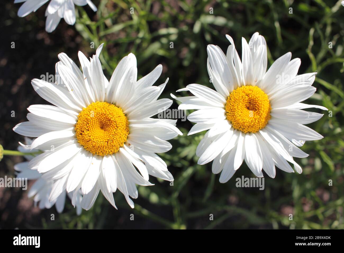 Nahaufnahme der großen weißen Gänseblümchen im Frühling, Sommer und Herbstblumengarten an einem sonnigen Tag. Weiße Blumen mit fröhlichen gelben Zentren und kräftigen Stielen. Stockfoto