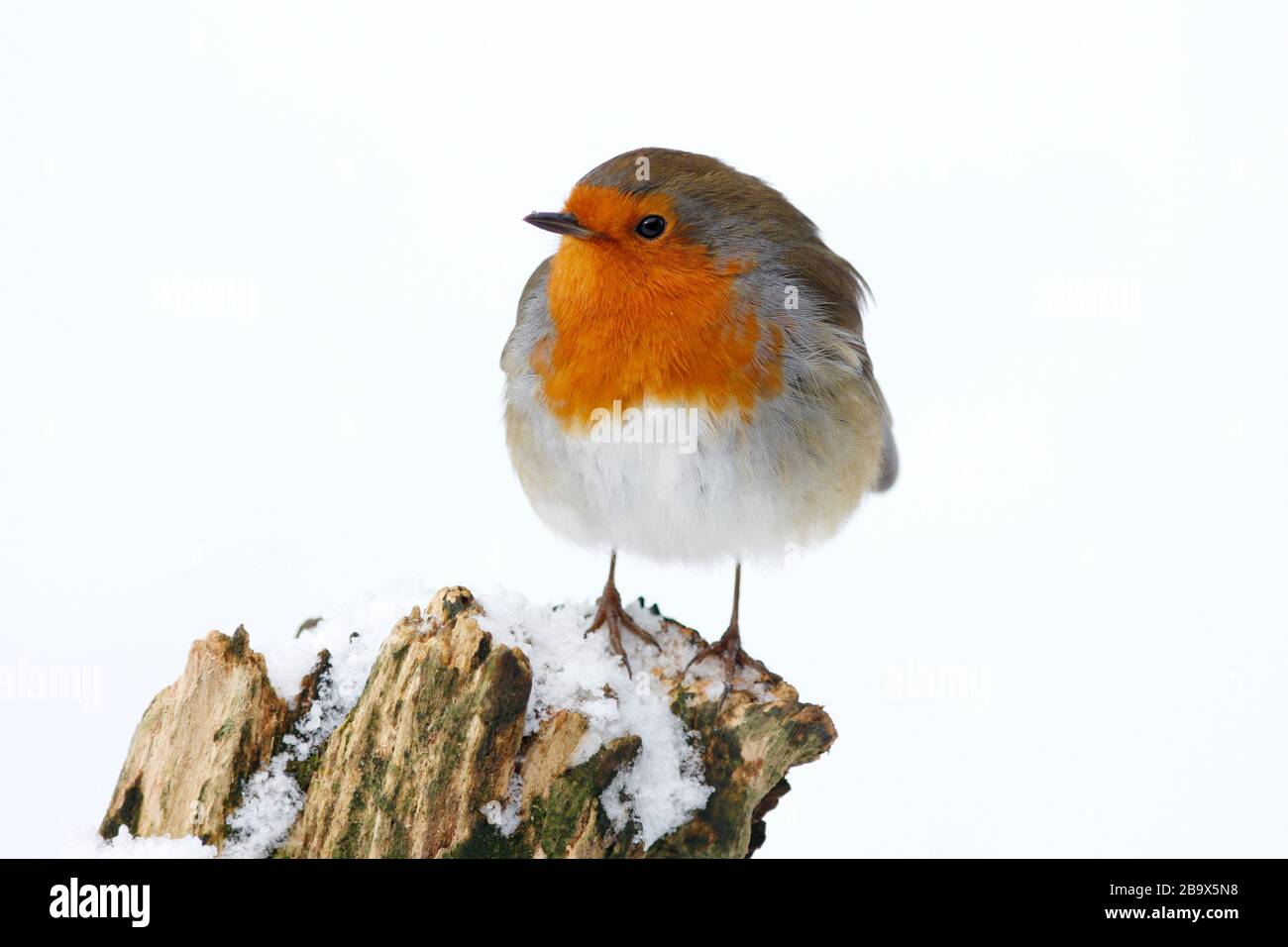 Robin Erithacus rubecula, in Snow, Aberdeenshire Stockfoto