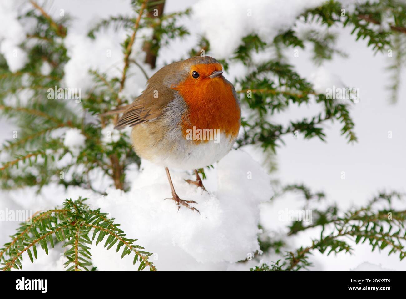Robin Erithacus rubecula, in Eiben Baum im Schnee, Aberdeenshire Stockfoto