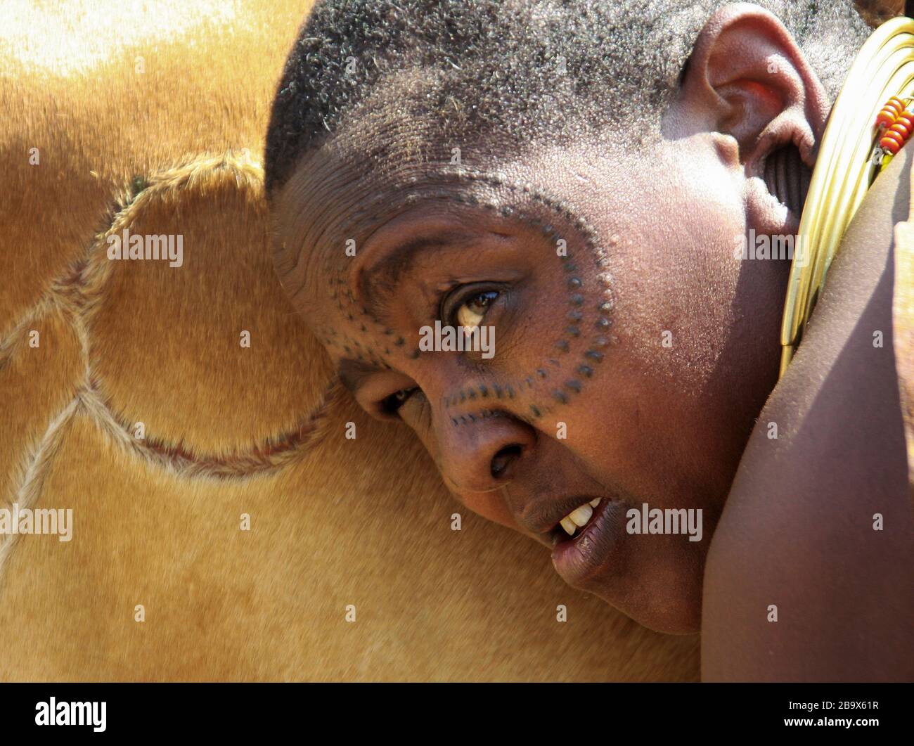 Afrika, Tansania, weibliche Mitglieder des Datoga-Stammes (Datooga) im traditionellen Kleid, melken eine Kuh. Um ihre Augen herum ist Schönheitsscharben zu sehen Stockfoto