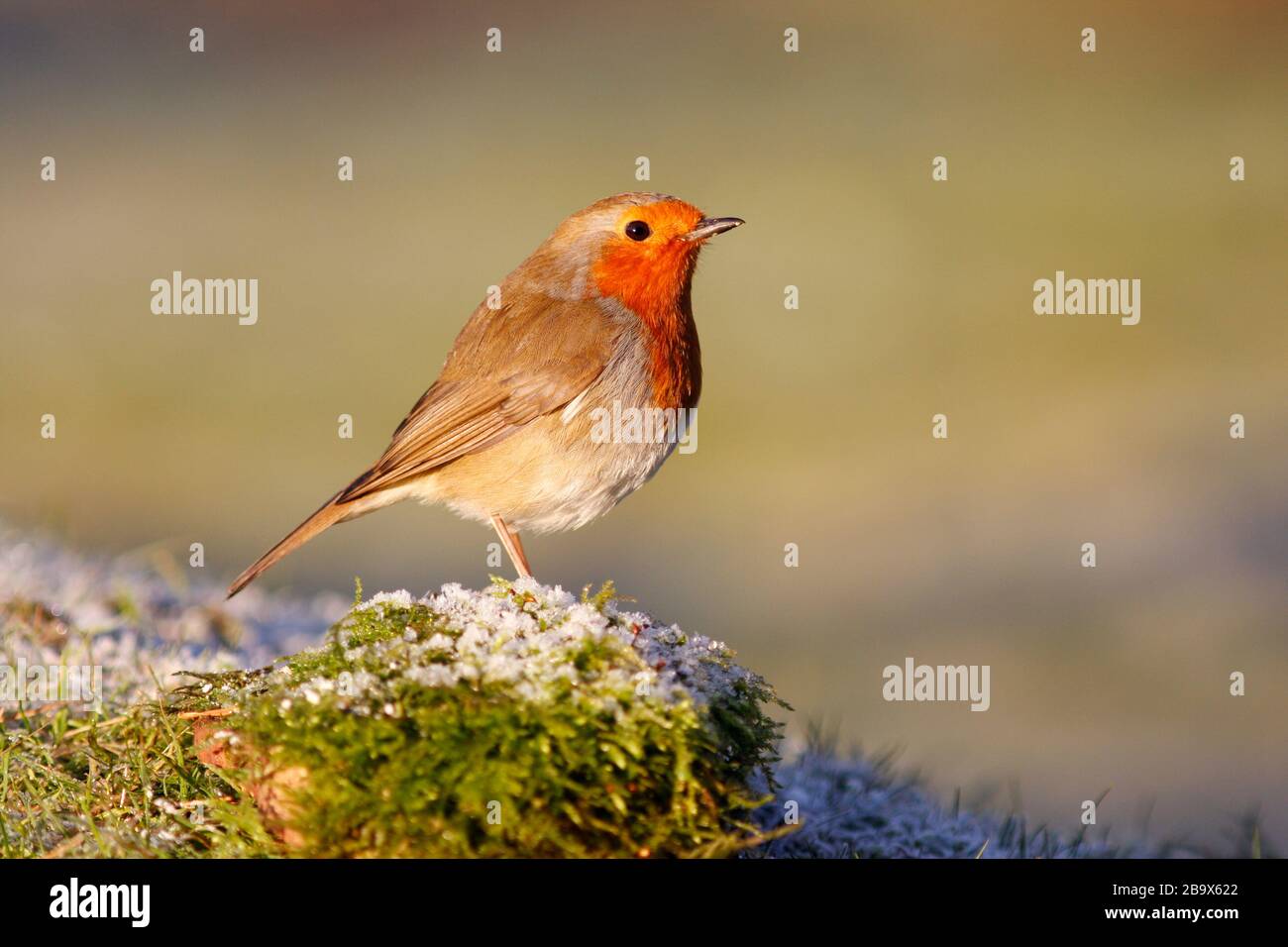 Robin Erithacus rubecula, Aberdeenshire Stockfoto