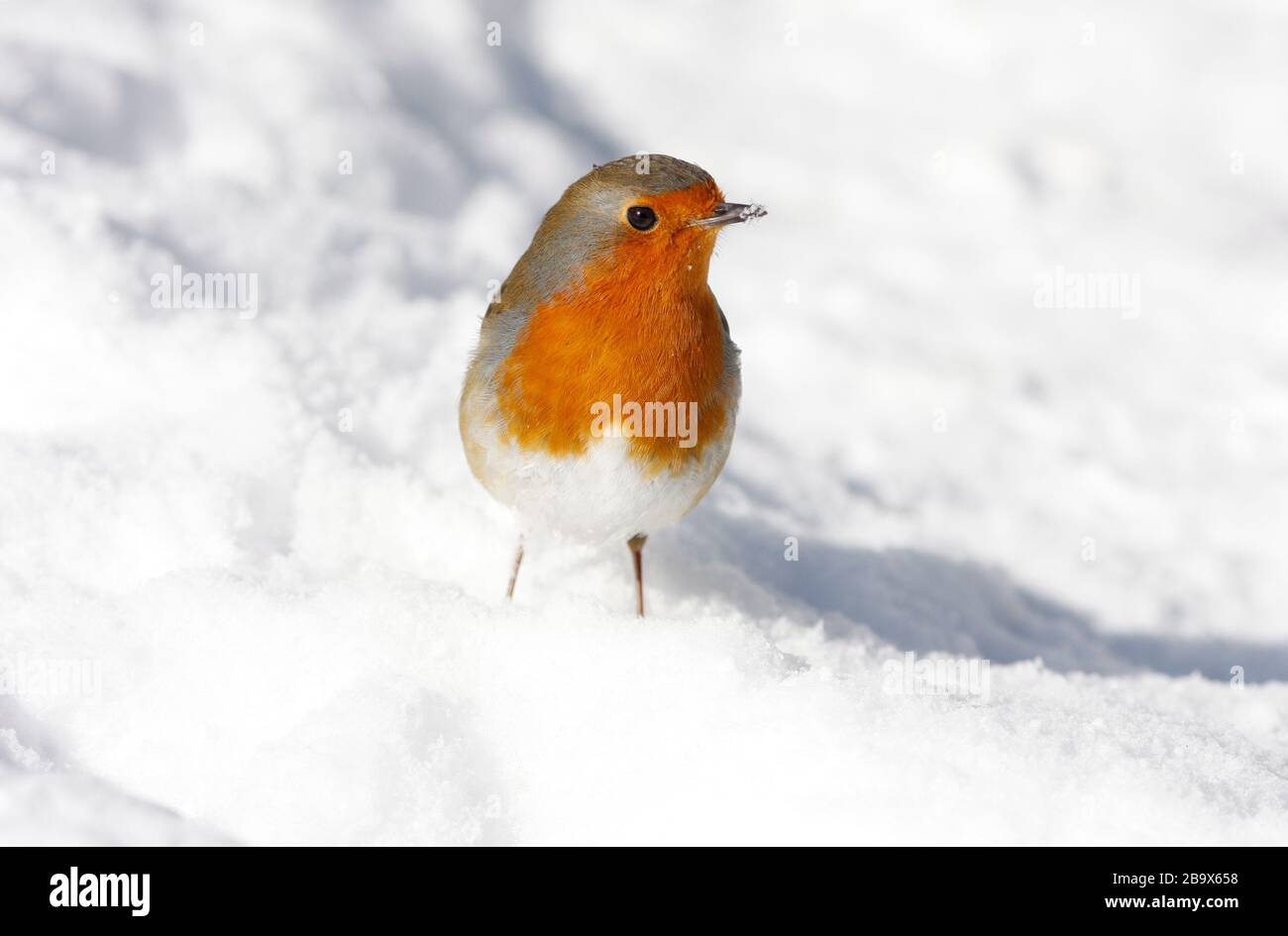 Robin Erithacus rubecula, in Snow, Aberdeenshire Stockfoto