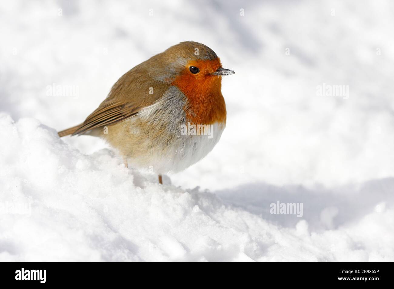 Robin Erithacus rubecula, in Snow, Aberdeenshire Stockfoto
