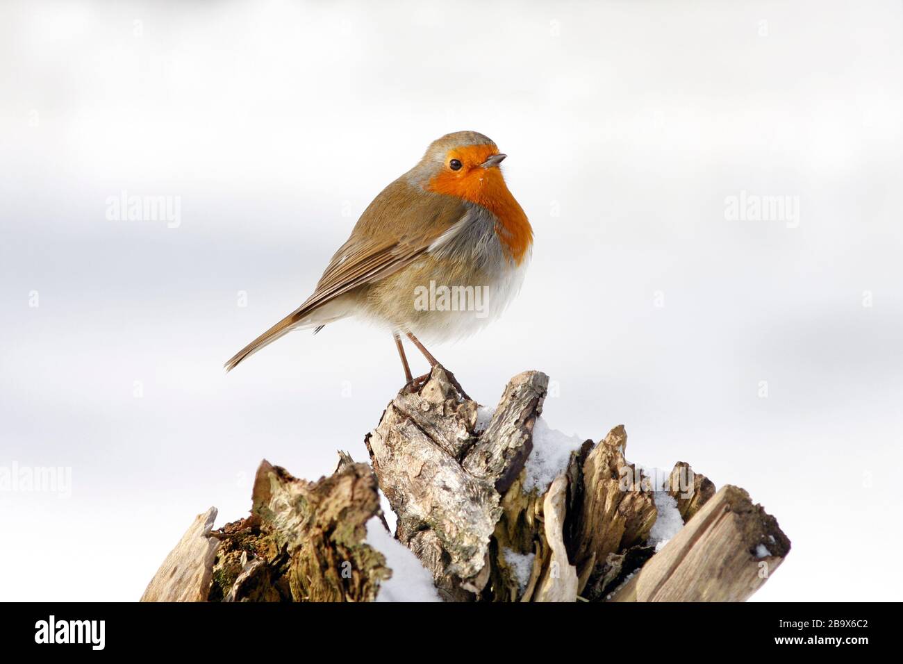Robin Erithacus rubecula, auf Baumstumpf im Schnee, Aberdeenshire Stockfoto