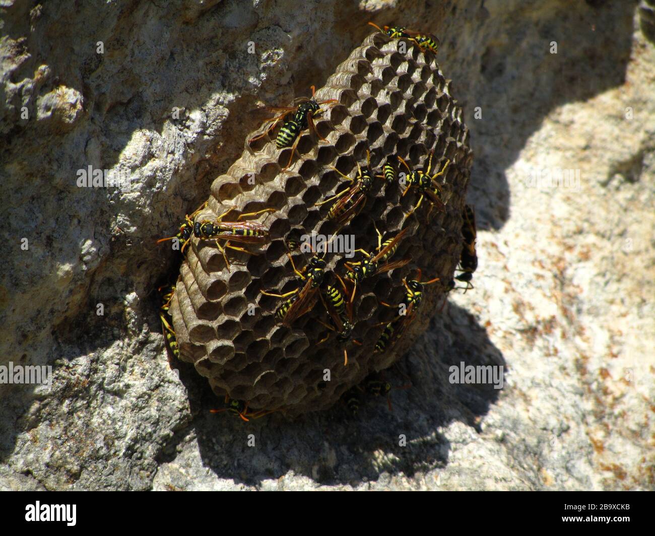 Europäische Papierwespe mit Bienen während des Tages Stockfoto