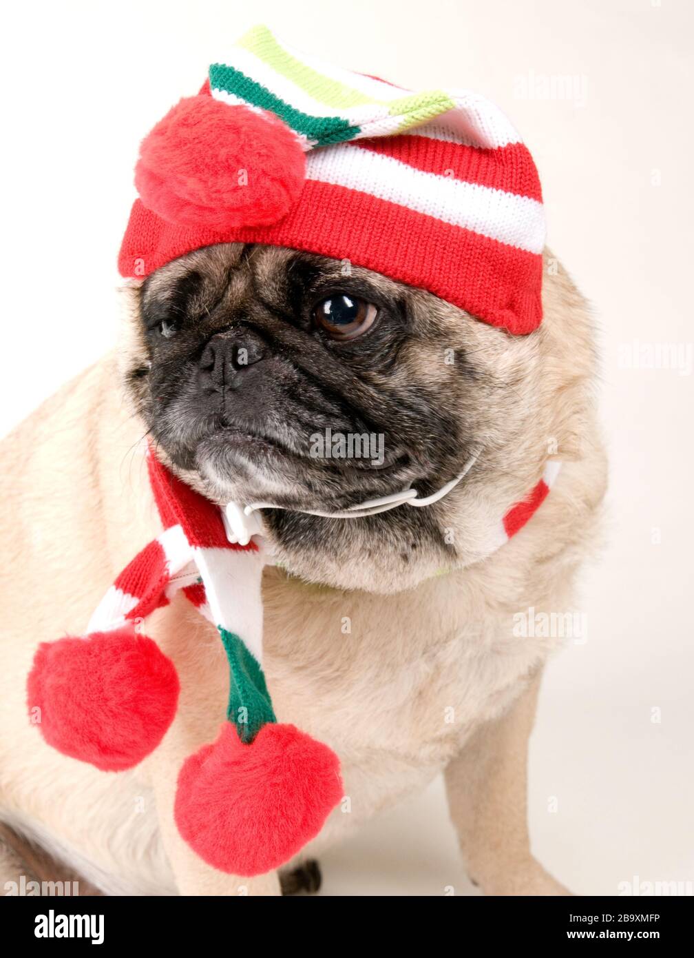 PUG-Portait im Weihnachts-Outfit auf weißem Hintergrund Stockfoto