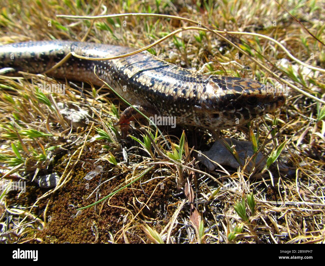 Nahaufnahme von Chalcides ocellatus auf dem Boden unter dem Sonnenlicht In Malta Stockfoto