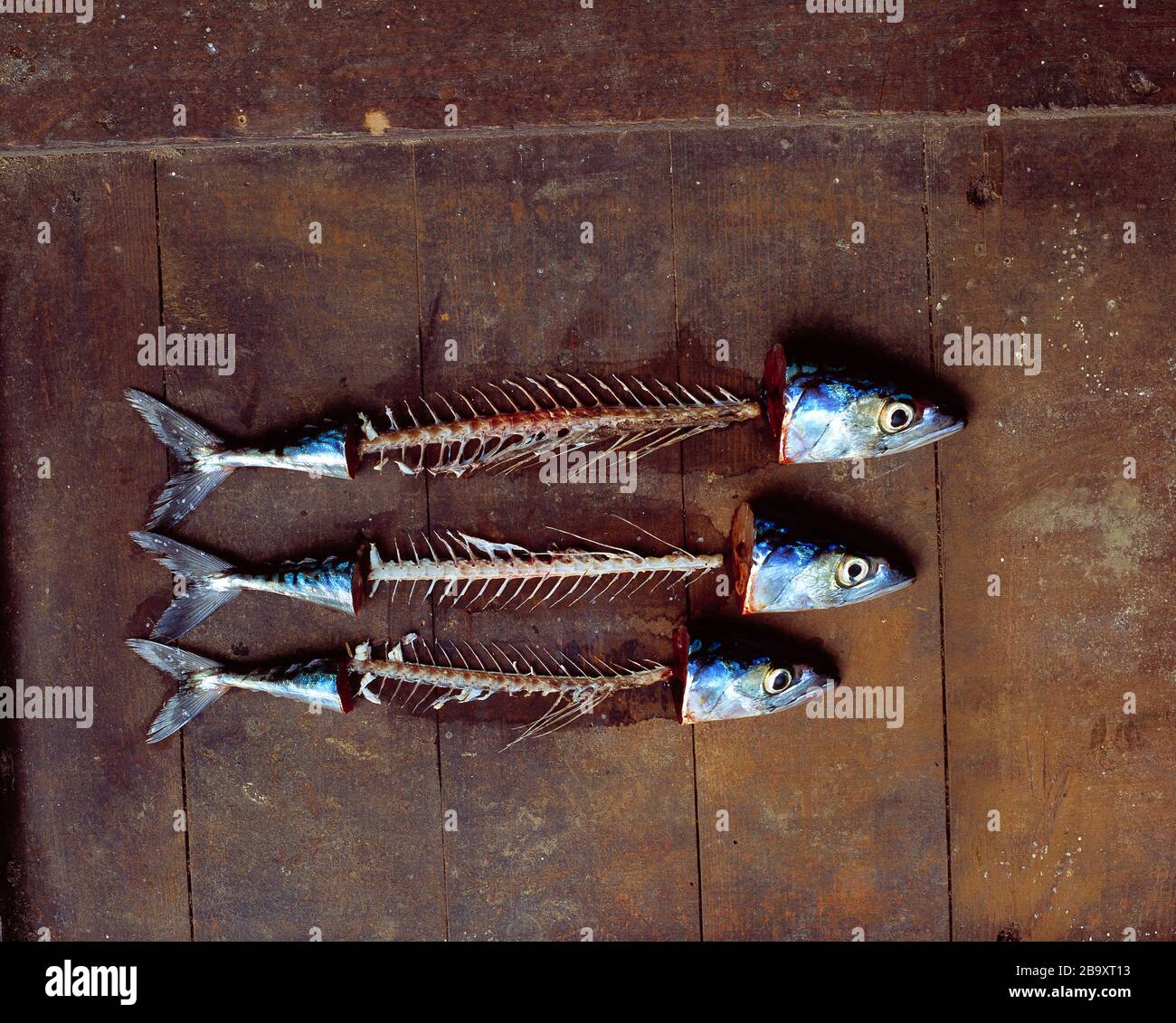 Stillleben. Essen. Roher Fisch. Drei frisch gefangene, verfilzte Makrele auf altem Holzboot-Deck. Stockfoto