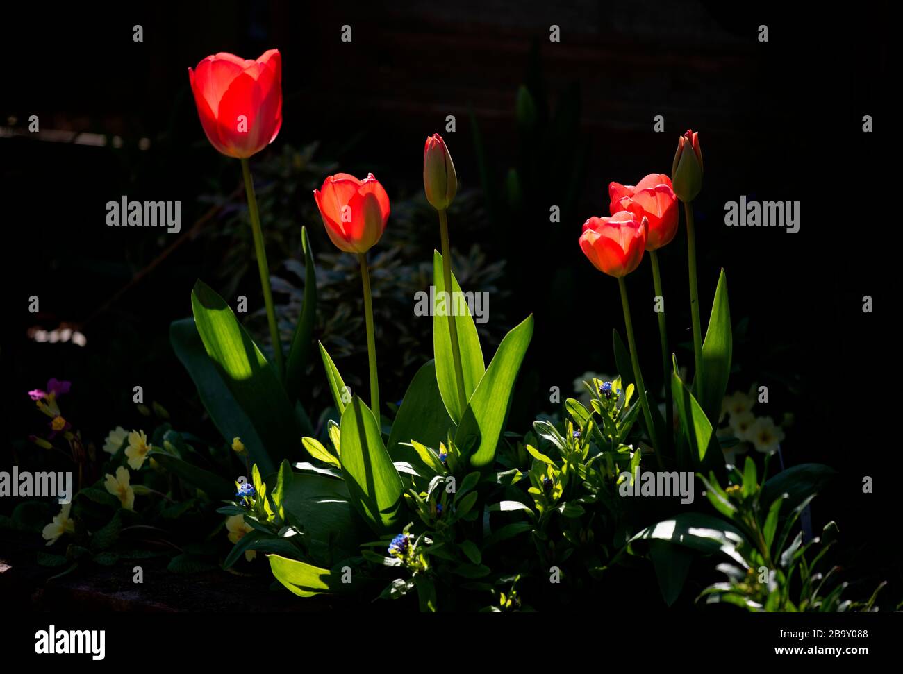 Thaxted, Großbritannien. März 2020. Mein Haus und Garten an Tag drei der Sperrung wegen Coronavirus 25. März 2020 Tulpen Ansichten des Frühlings, der heute in meinem Haus und Garten genommen wird, da ich aufgrund von Coronavirus Warnungen nicht ausgehen kann. Foto Credit: BRIAN HARRIS/Alamy Live News Stockfoto