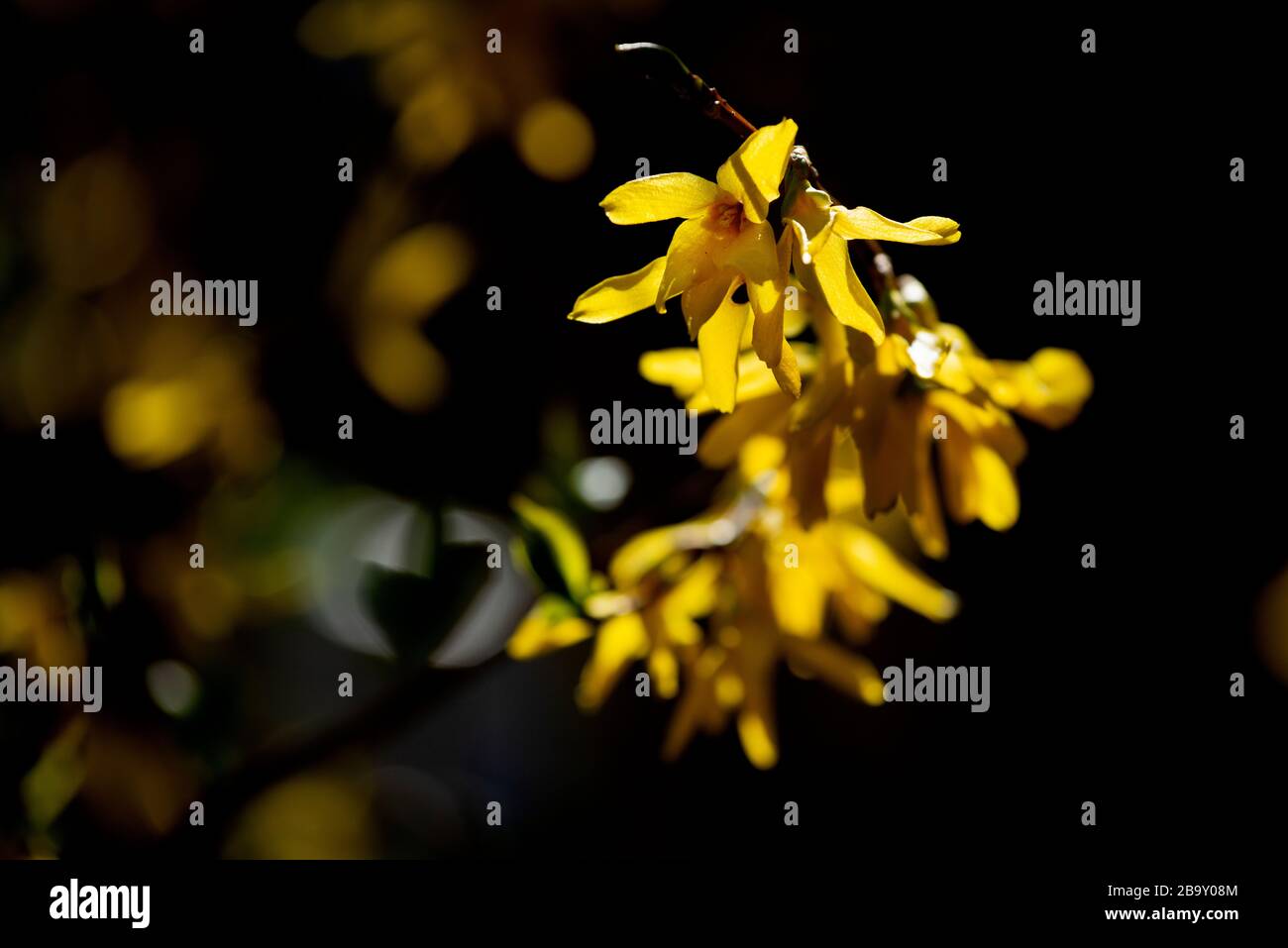 Thaxted, Großbritannien. März 2020. Mein Haus und Garten am dritten Tag der Sperrung aufgrund von Coronavirus 25. März 2020 Forsythiia Ansichten des Frühlings, der heute in meinem Haus und Garten aufgenommen wurde, da ich aufgrund von Coronavirus Warnungen nicht ausgehen kann. Foto Credit: BRIAN HARRIS/Alamy Live News Stockfoto