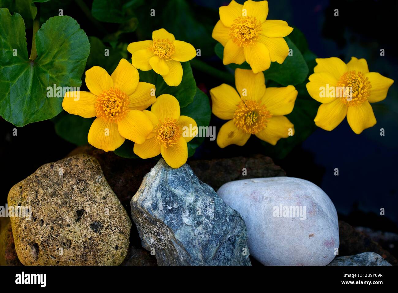Thaxted, Großbritannien. März 2020. Mein Haus und Garten an Tag drei der Sperrung wegen Coronavirus 25. März 2020 Gelber Marigold Blick auf den Frühling heute in meinem Haus und Garten genommen, da ich aufgrund der Warnungen von Coronavirus nicht ausgehen kann. Foto Credit: BRIAN HARRIS/Alamy Live News Stockfoto