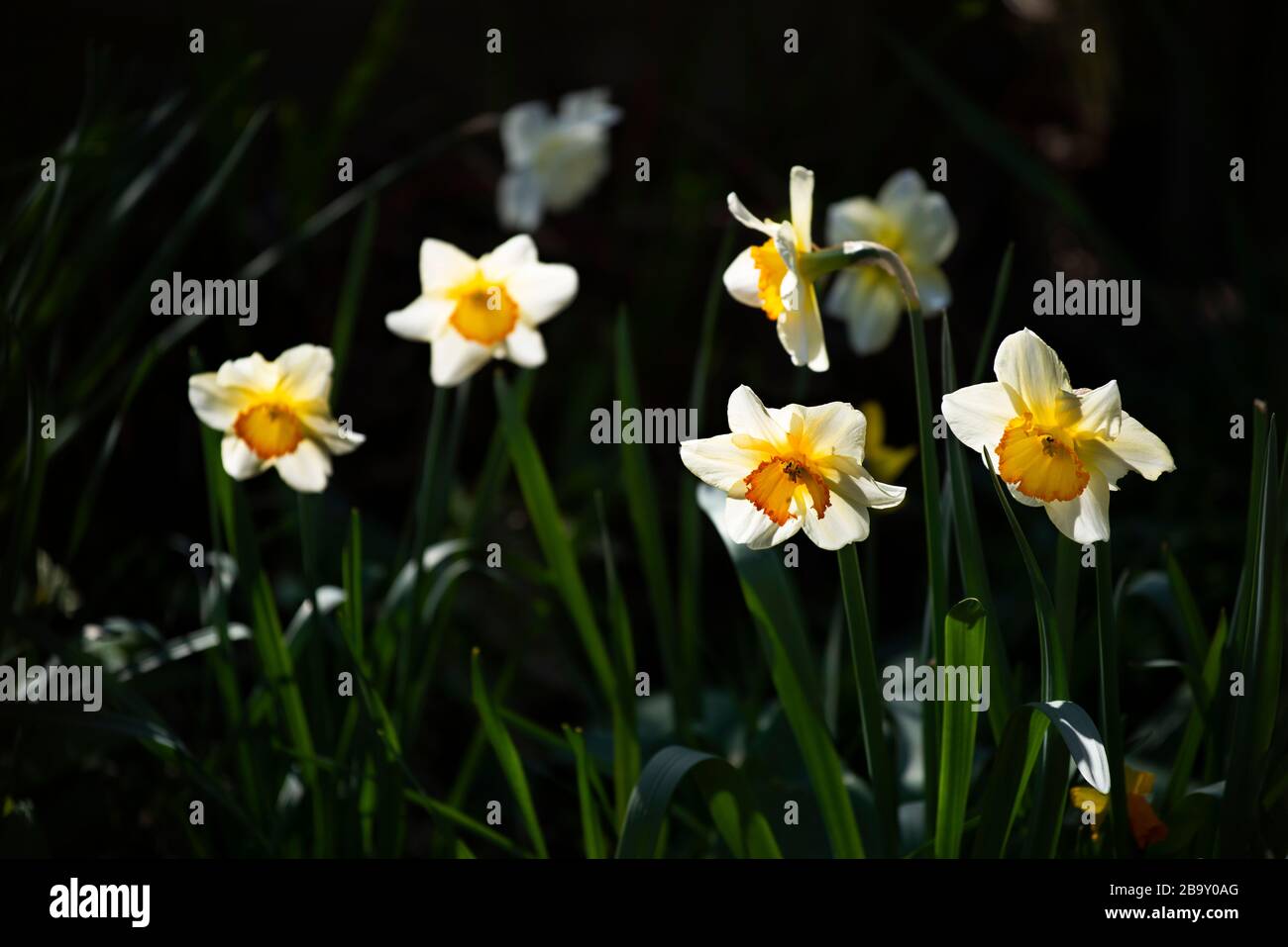 Thaxted, Großbritannien. März 2020. Mein Haus und Garten an Tag drei der Sperrung aufgrund von Coronavirus 25. März 2020 narcissi Ansichten des Frühlings in meinem Haus und Garten heute, da ich nicht gehen kann aufgrund von Coronavirus Warnungen. Foto Credit: BRIAN HARRIS/Alamy Live News Stockfoto