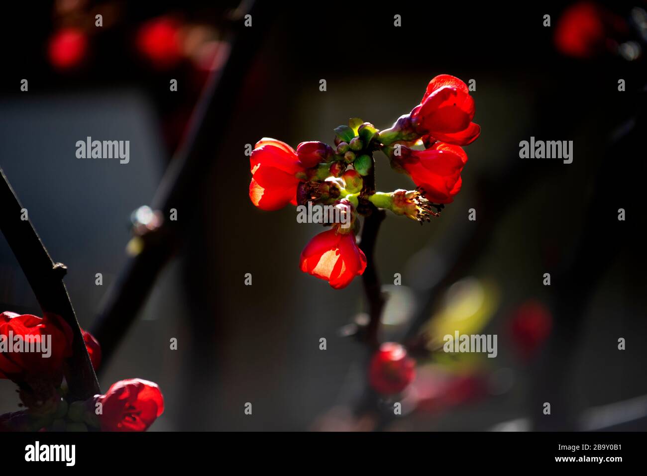 Thaxted, Großbritannien. März 2020. Mein Haus und Garten am dritten Tag der Sperrung aufgrund von Coronavirus 25. März 2020 Japonica Ansichten des Frühlings in meinem Haus und Garten heute genommen, da ich aufgrund von Coronavirus Warnungen nicht ausgehen kann. Foto Credit: BRIAN HARRIS/Alamy Live News Stockfoto