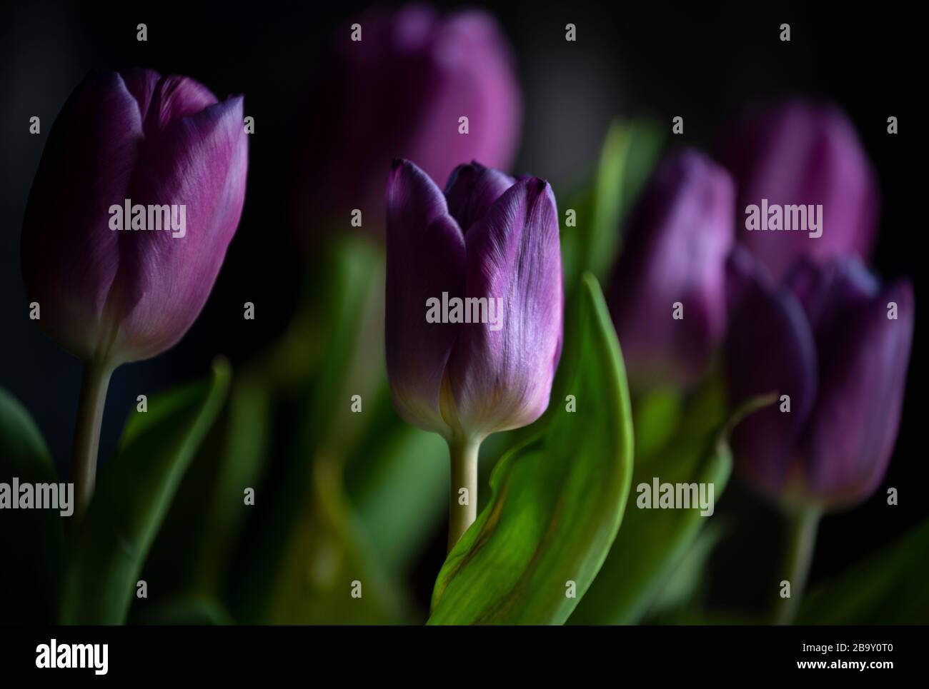 Thaxted, Großbritannien. März 2020. Mein Haus und Garten an Tag drei der Sperrung wegen Coronavirus 25. März 2020 Tulpen Ansichten des Frühlings, der heute in meinem Haus und Garten genommen wird, da ich aufgrund von Coronavirus Warnungen nicht ausgehen kann. Foto Credit: BRIAN HARRIS/Alamy Live News Stockfoto