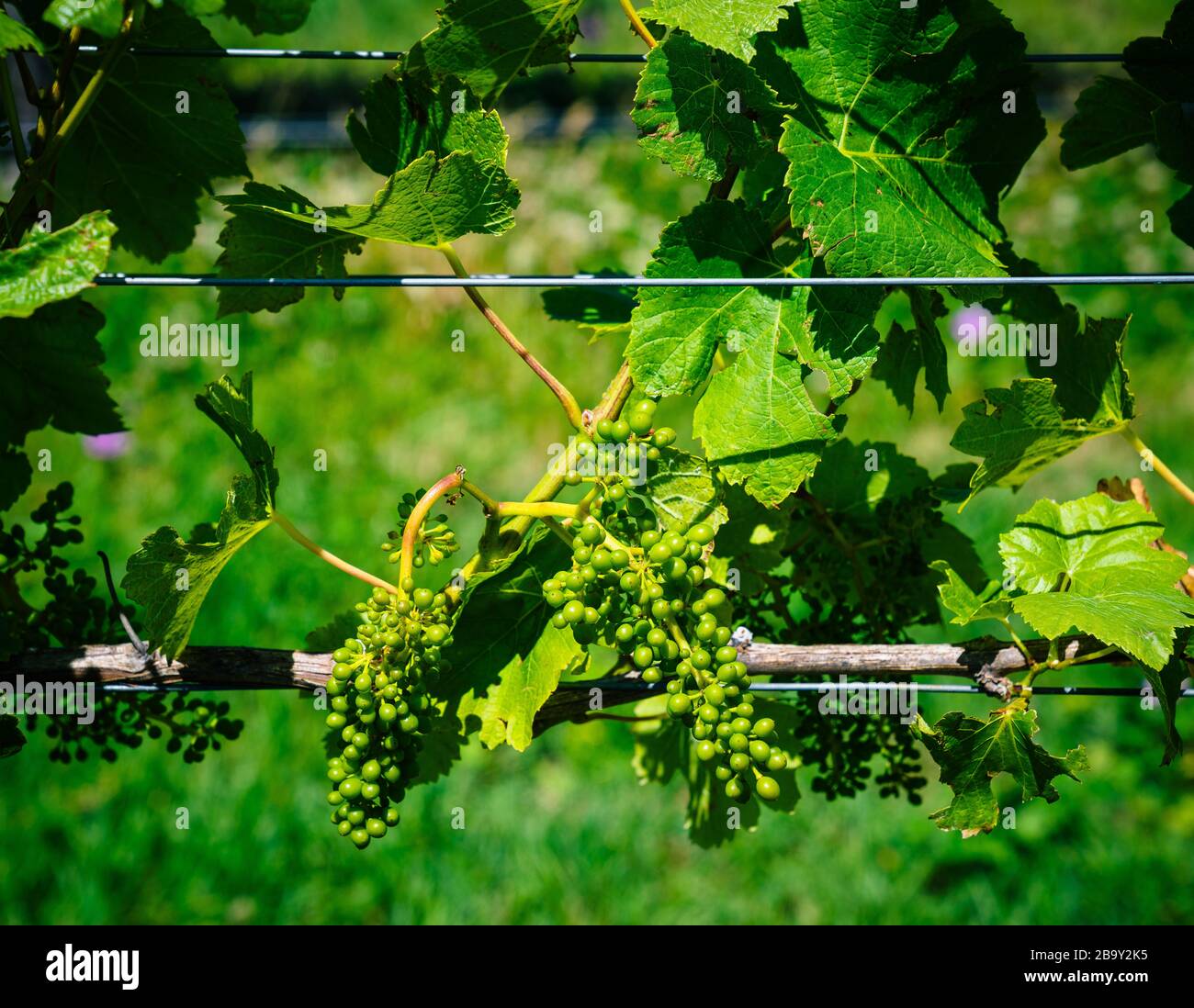 Marlborough, Neuseeland - 23. Dezember 2019: Trauben an Rebe, im Sommer gewachsen Stockfoto