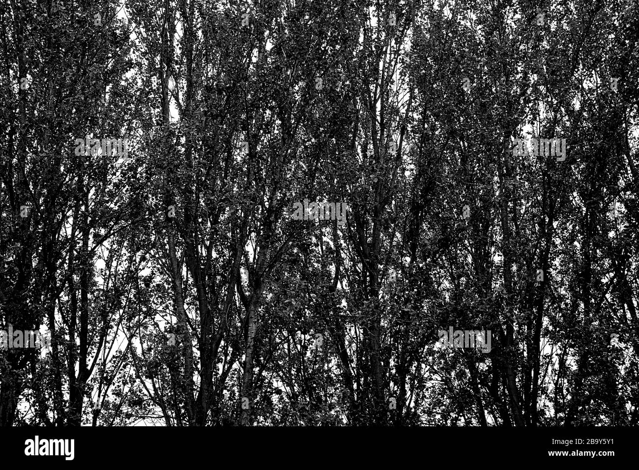 Schwarz-weißer Baum hinterlässt Silhouetten gegen den Himmel in einem typischen Wildwald in englischer Landschaft, England, Großbritannien Stockfoto