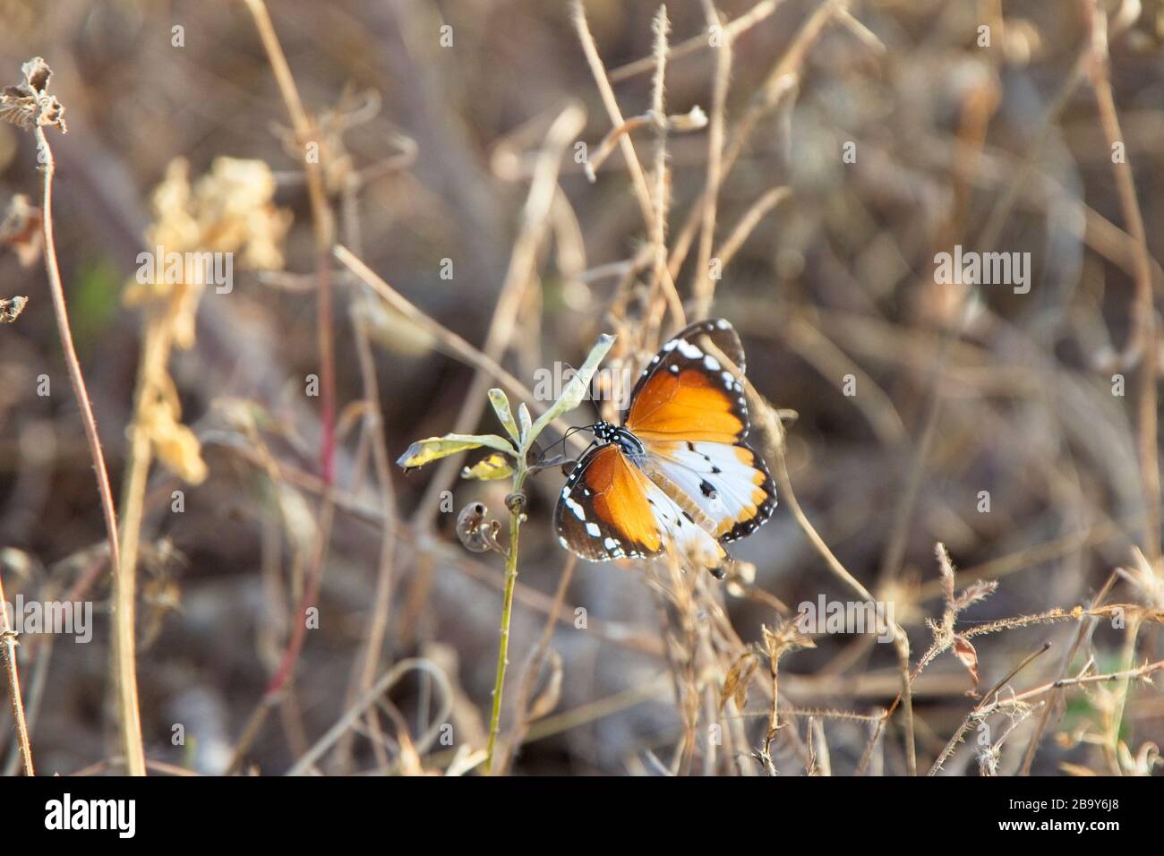 Afrikanischer Monarch-Schmetterling (Danaus chrysippus), Nektaring, Tanji, Gambia. Stockfoto