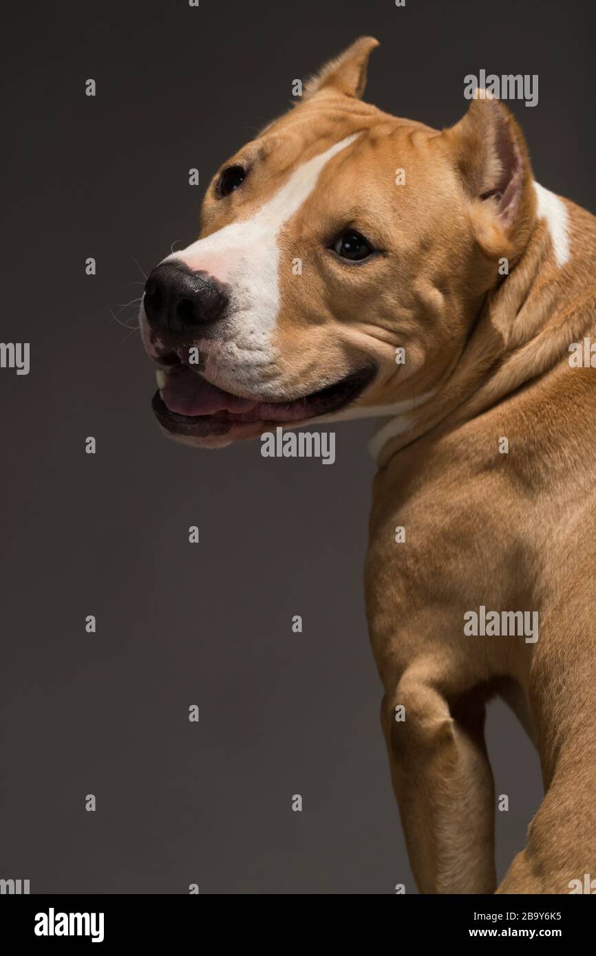 Staffordshire Terrier Hund gelb-weiß auf grauem Hintergrund, Studioleuchte Stockfoto