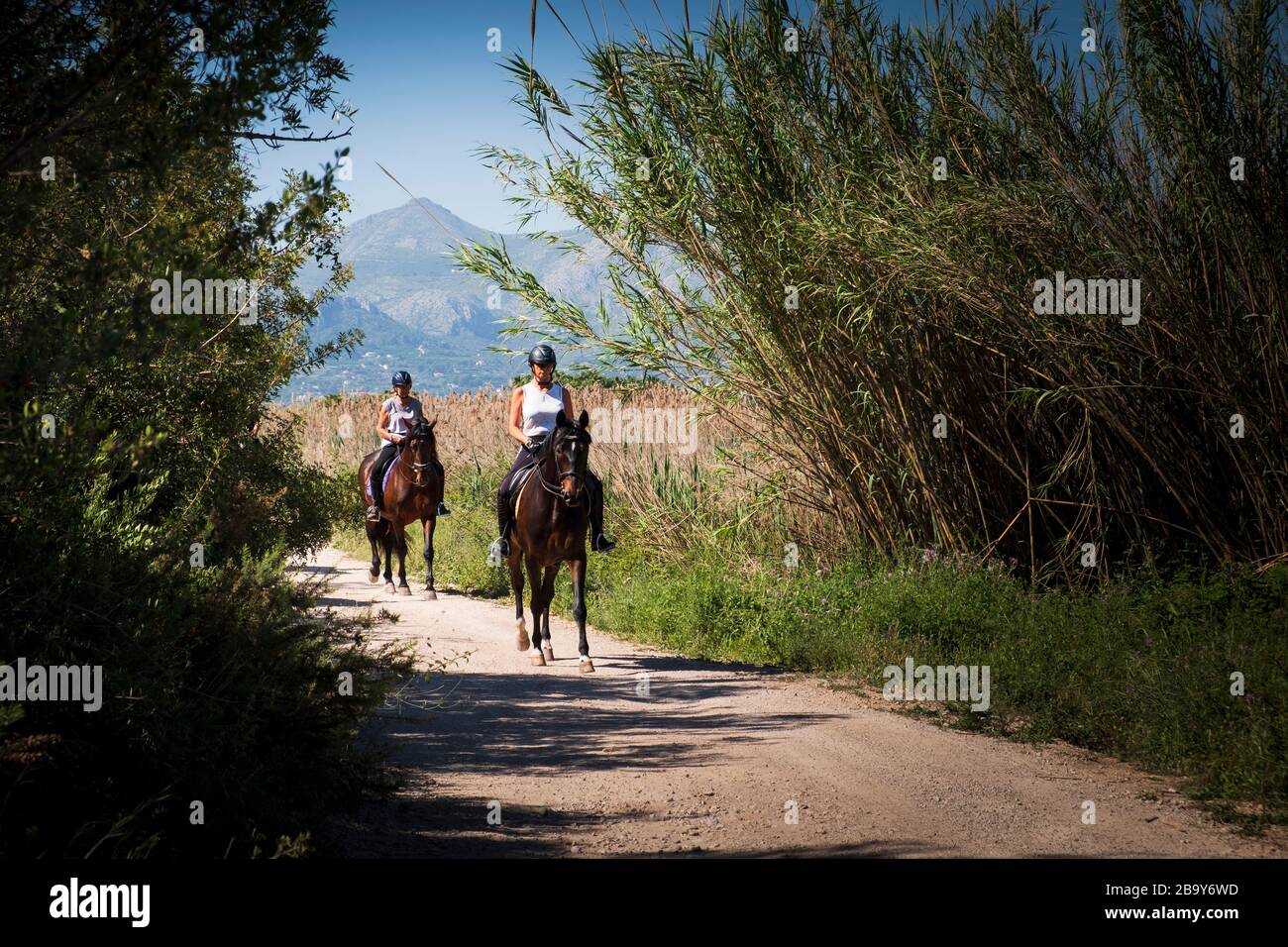 Reiten durch den Marjal in Font Salada, Oliva, Spanien Stockfoto