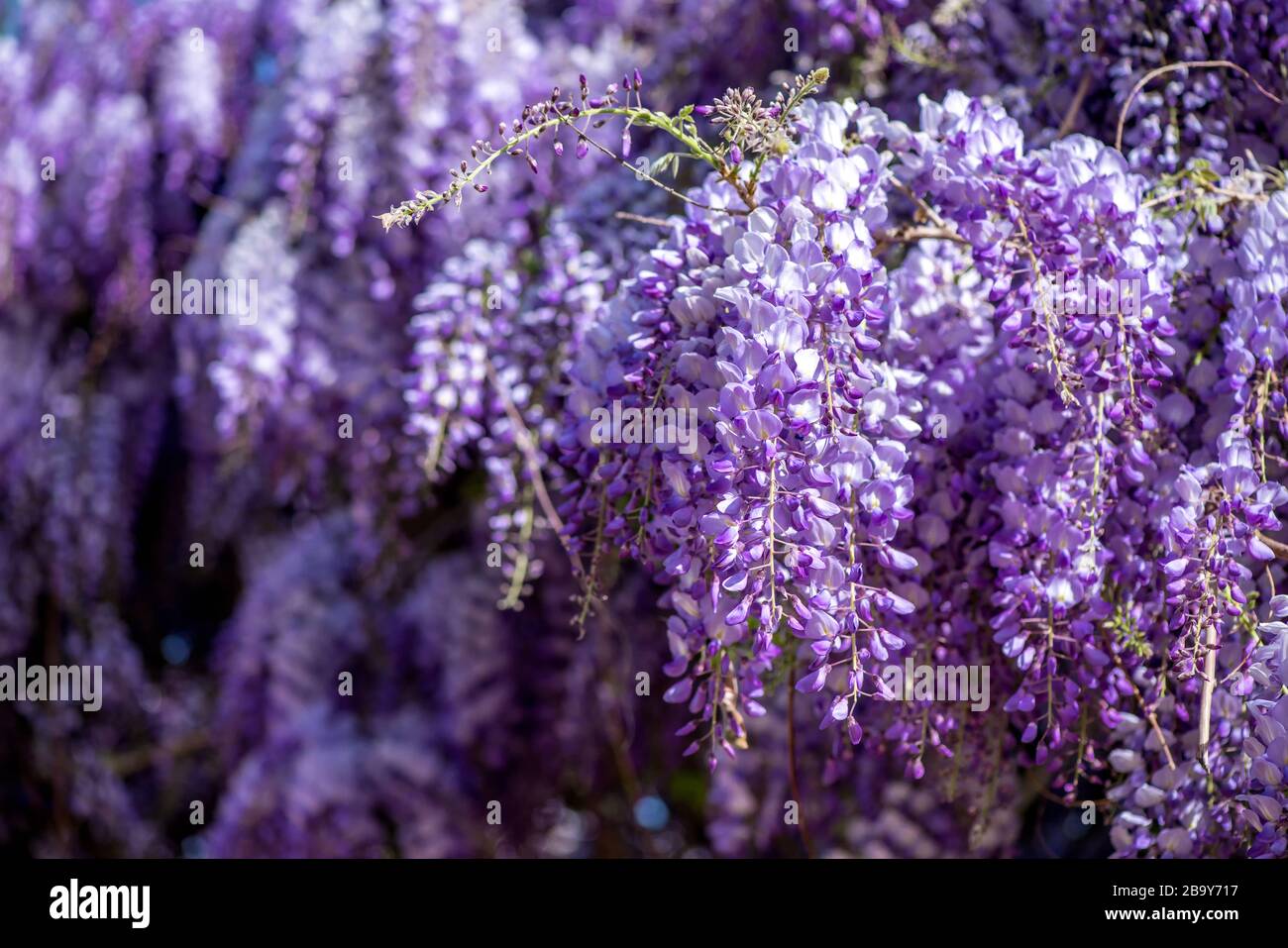 Wisteria Blumen. Frühling Natur Hintergrund Stockfoto