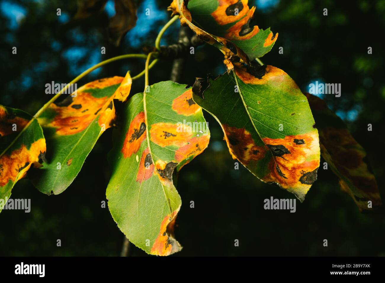 Rote Flecken auf der pear verlässt. Der Baum krank ist mit einem Pilz Stockfoto