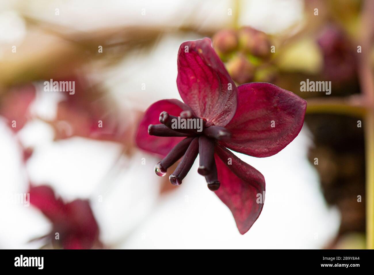 Eine Nahaufnahme der Blume einer Schokoladenrebe (Akebia quinata) Stockfoto