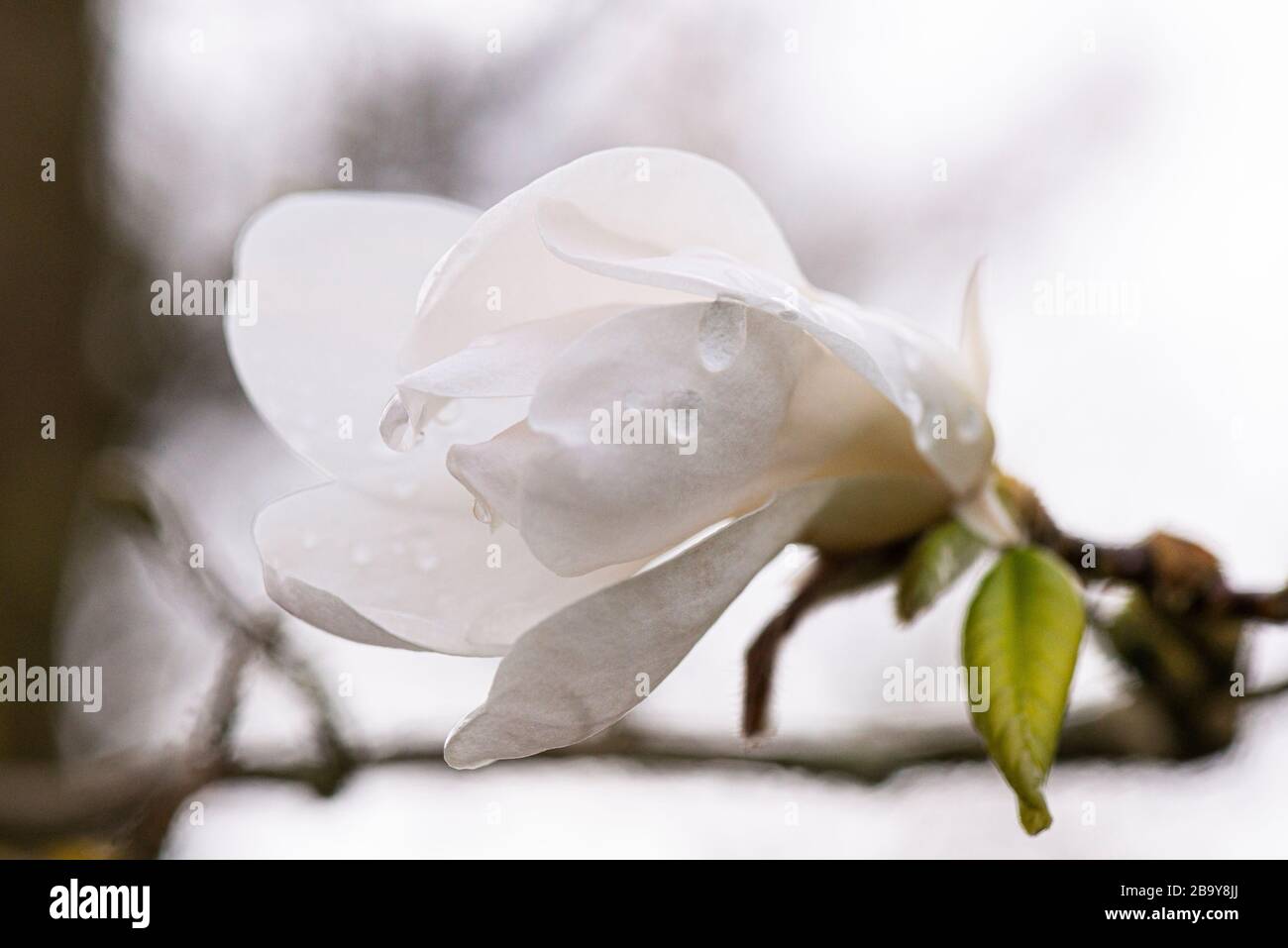 Die Blume einer magnolie 'Merrill' (Magnolia × loebneri 'Merrill') Stockfoto