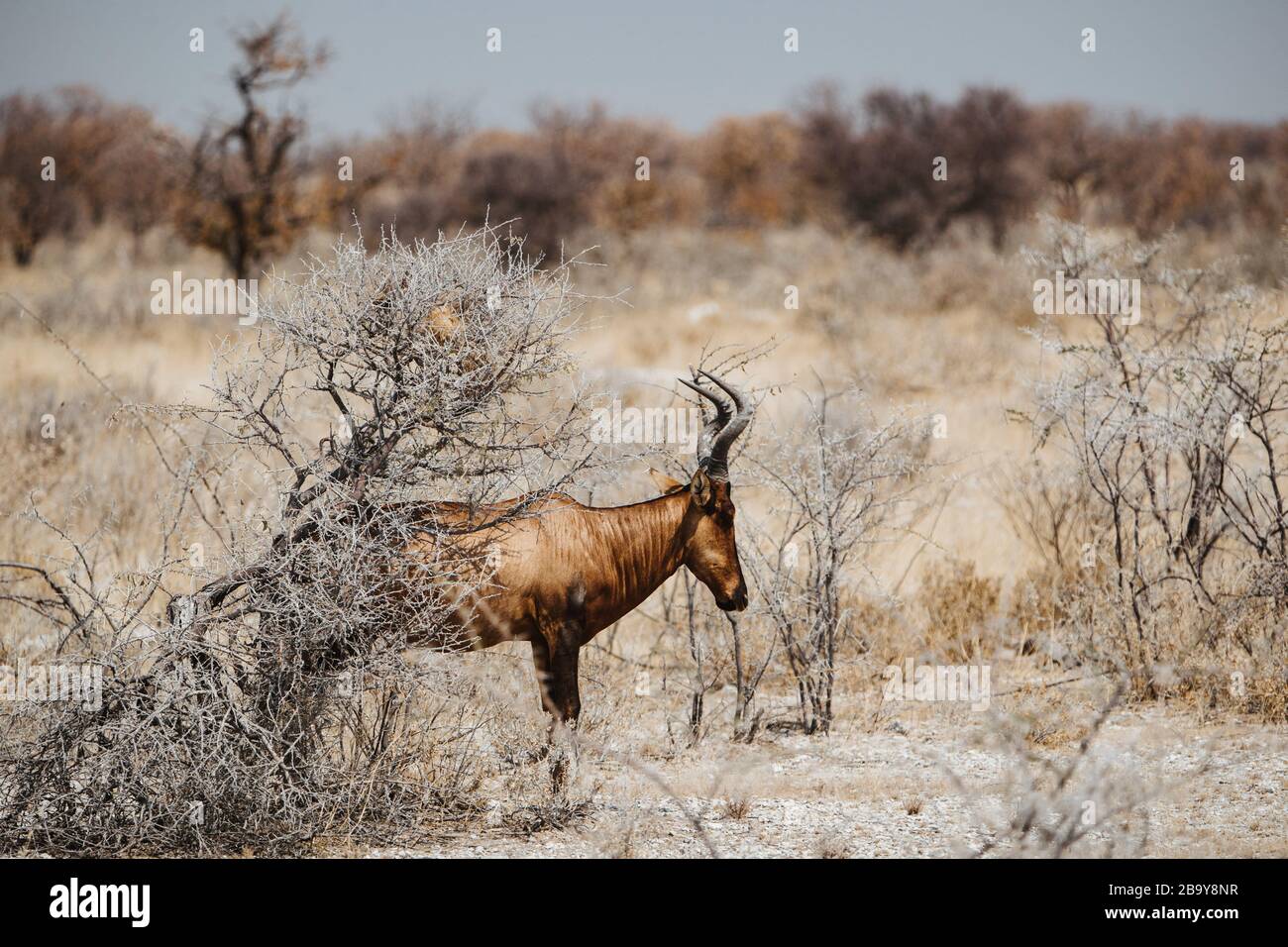 Gemeines Land, Eland-Antilope, Taurotragus oryx, Stier in Wüste und wilden Pflanzen Stockfoto