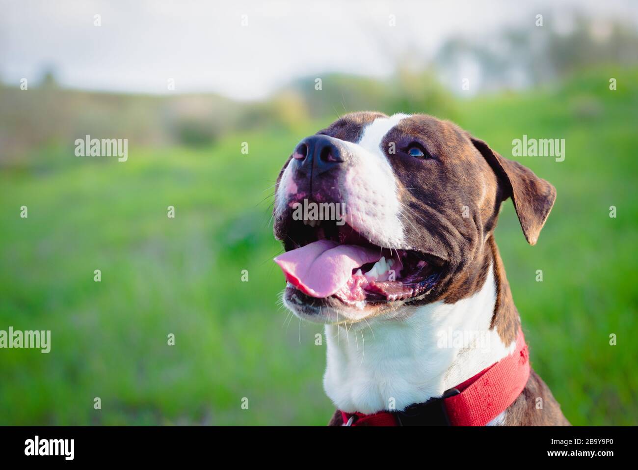 American Stanford oder Staffordshire auf dem Feld mit Kopierbereich für Text Stockfoto