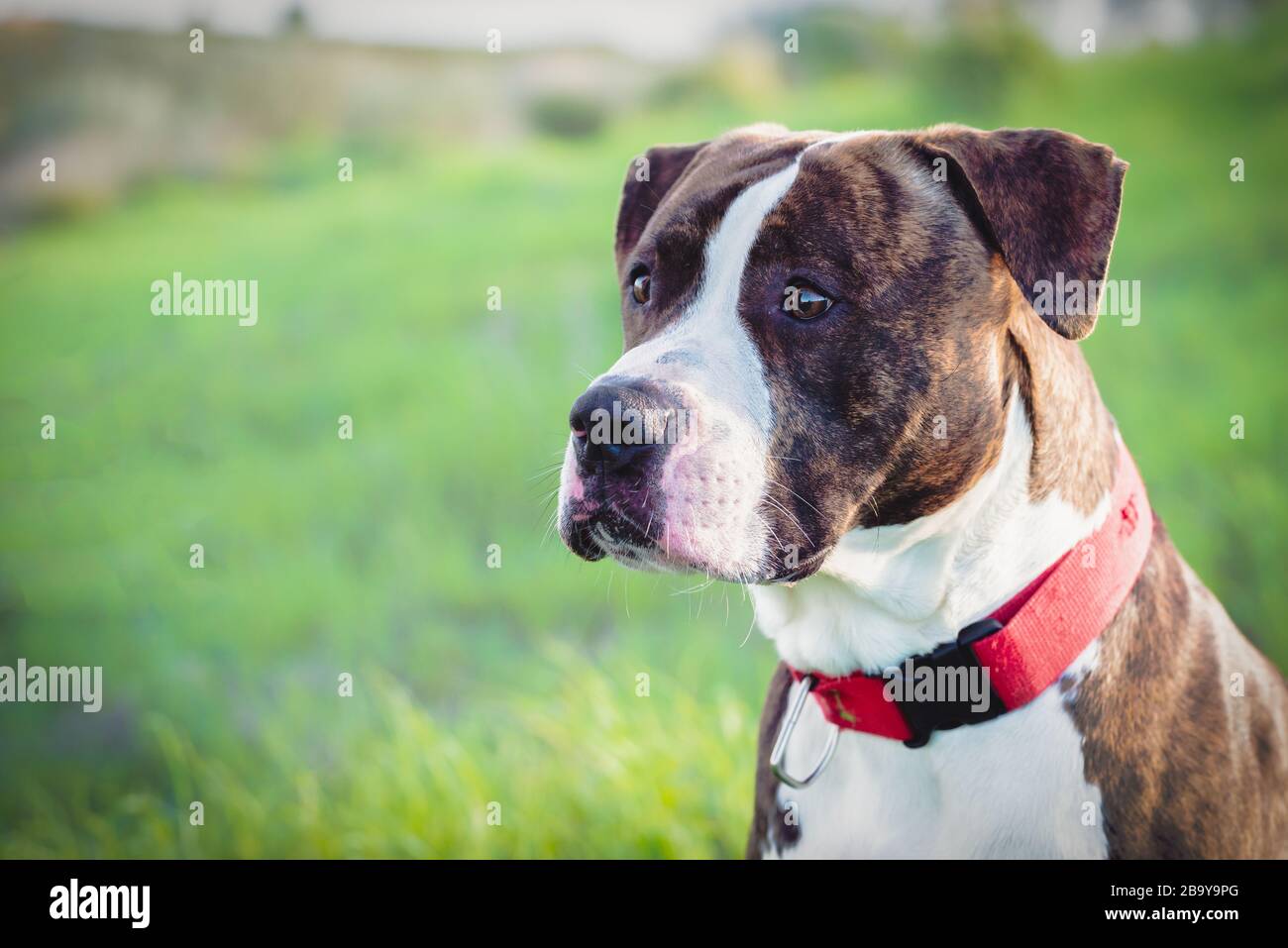 American Stanford oder Staffordshire auf dem Feld mit Kopierbereich für Text Stockfoto