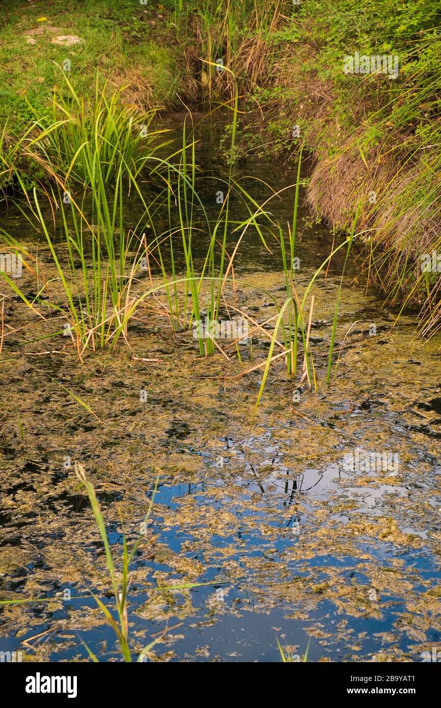 Stagnierendes Wasser atthe Marjal in Font Salada, Oliva, Spanien Stockfoto