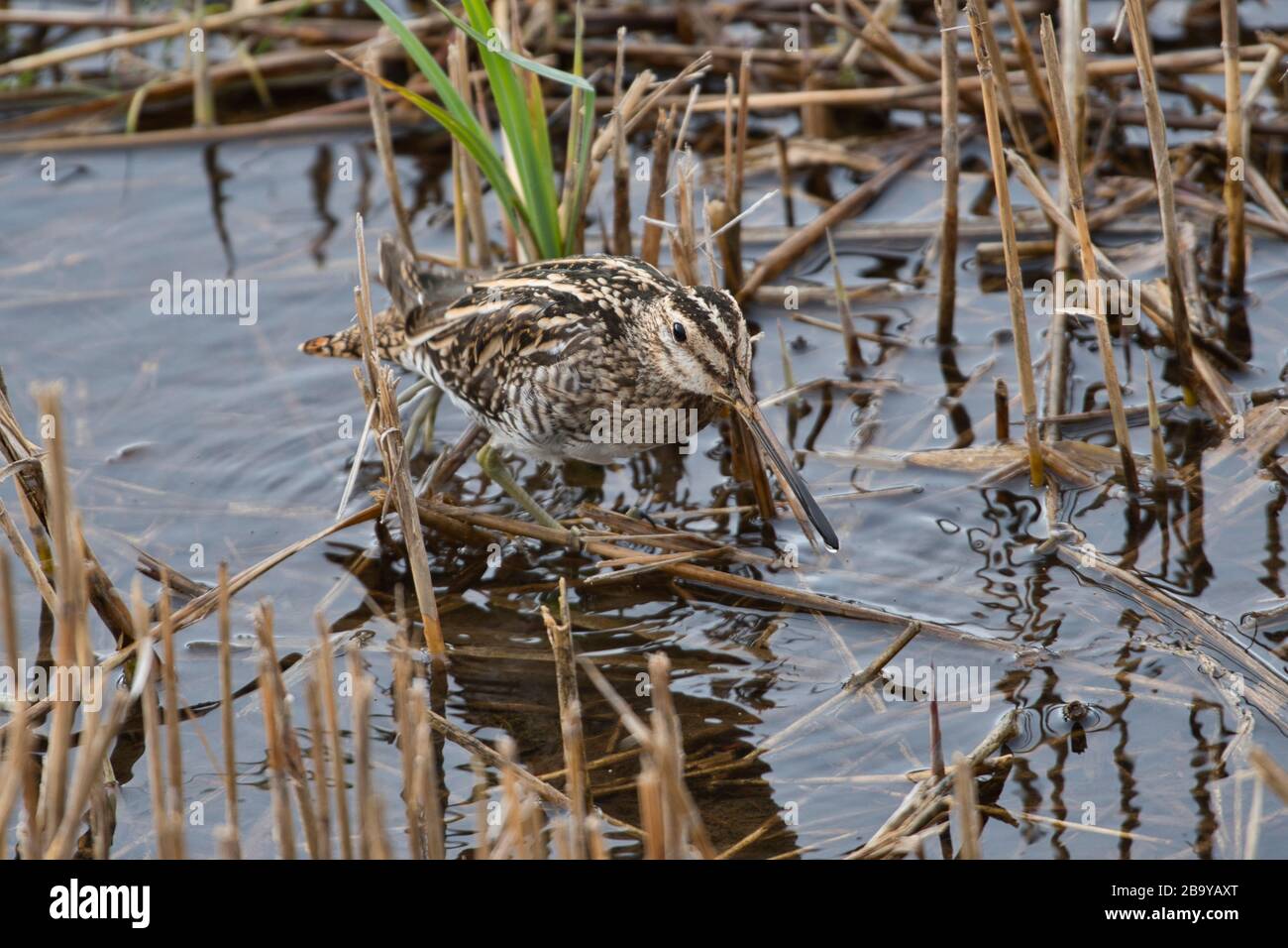 Gewöhnliche Schnepfe (Gallinago gallinago), die in Reedbeds im Minsmere RSPB Reserve, Suffolk, Großbritannien, formiert Stockfoto