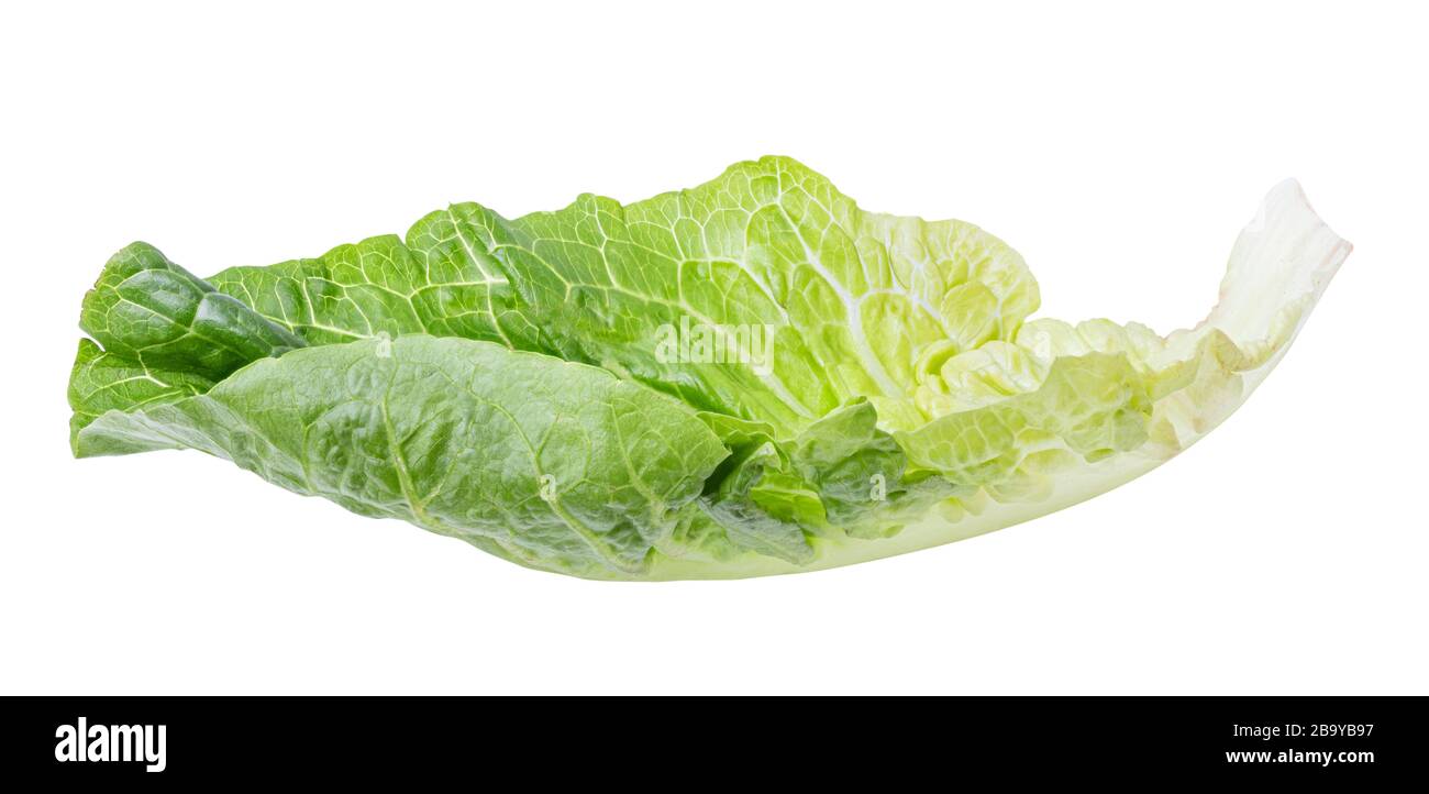 Grüner Salatkohl isoliert auf weißem Grund. Beschneidungspfad Stockfoto